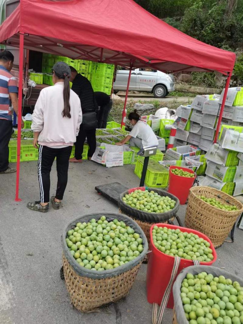 贵州高原青脆李，欢迎电商平台，团购，商超，