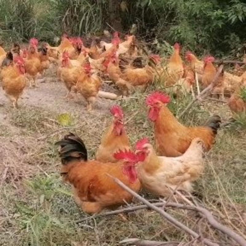江西散养鸡1.5土黄公鸡，各种规格，2斤半，3斤，4斤