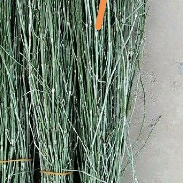 中药材节节草