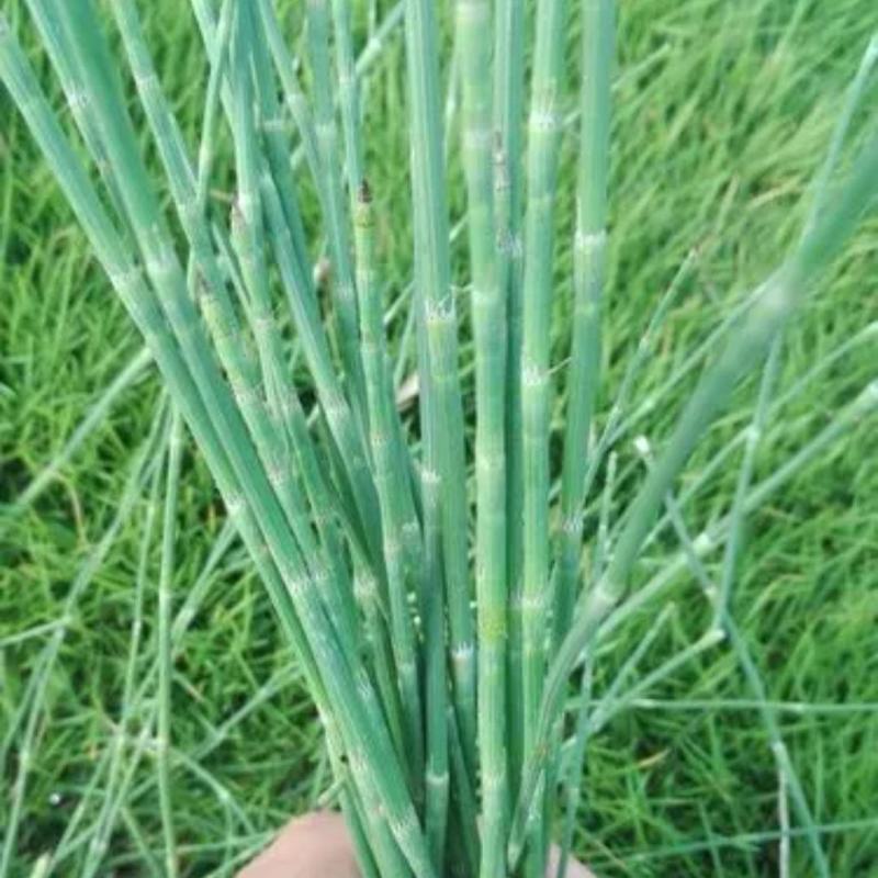 中药材节节草