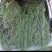 中药材节节草