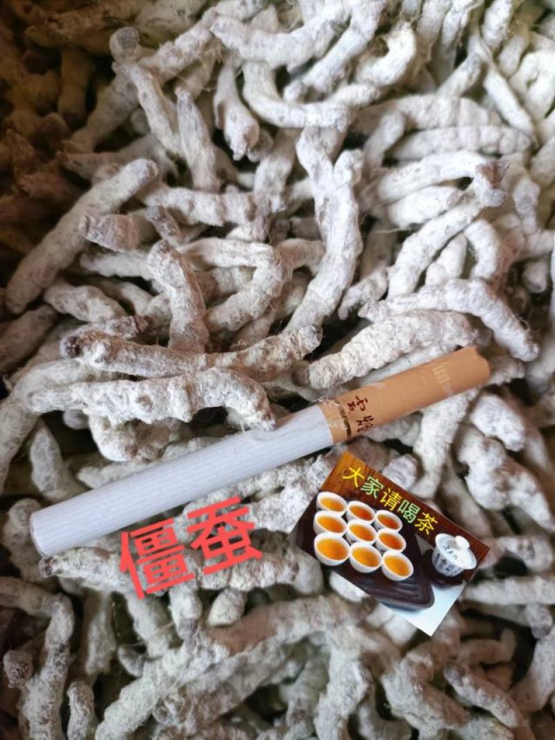 云南货源产地直销优质过检僵蚕面向全国批发