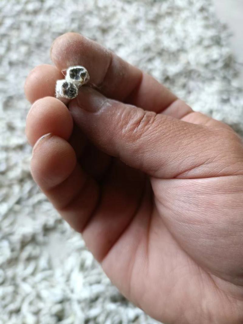 云南货源产地直销优质过检僵蚕面向全国批发