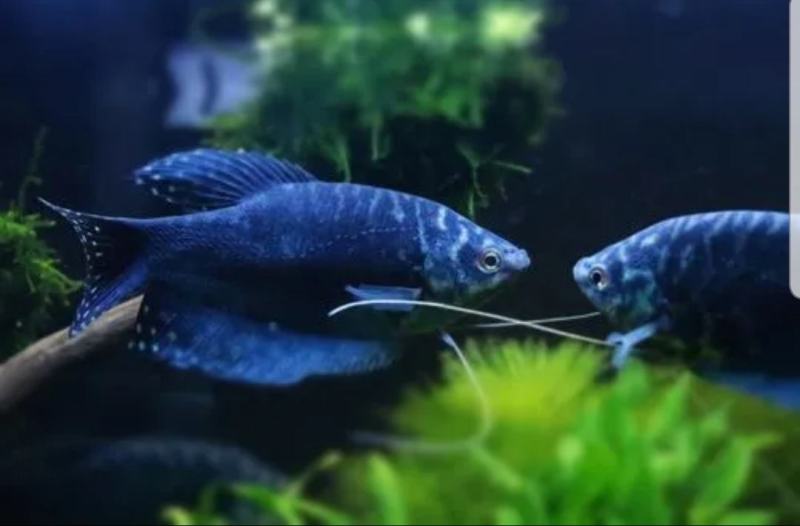 8.8