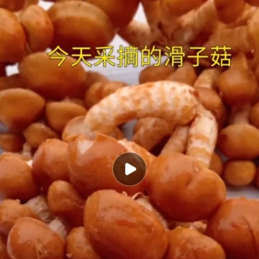 滑子菇干品质量有保证！鲜品！！