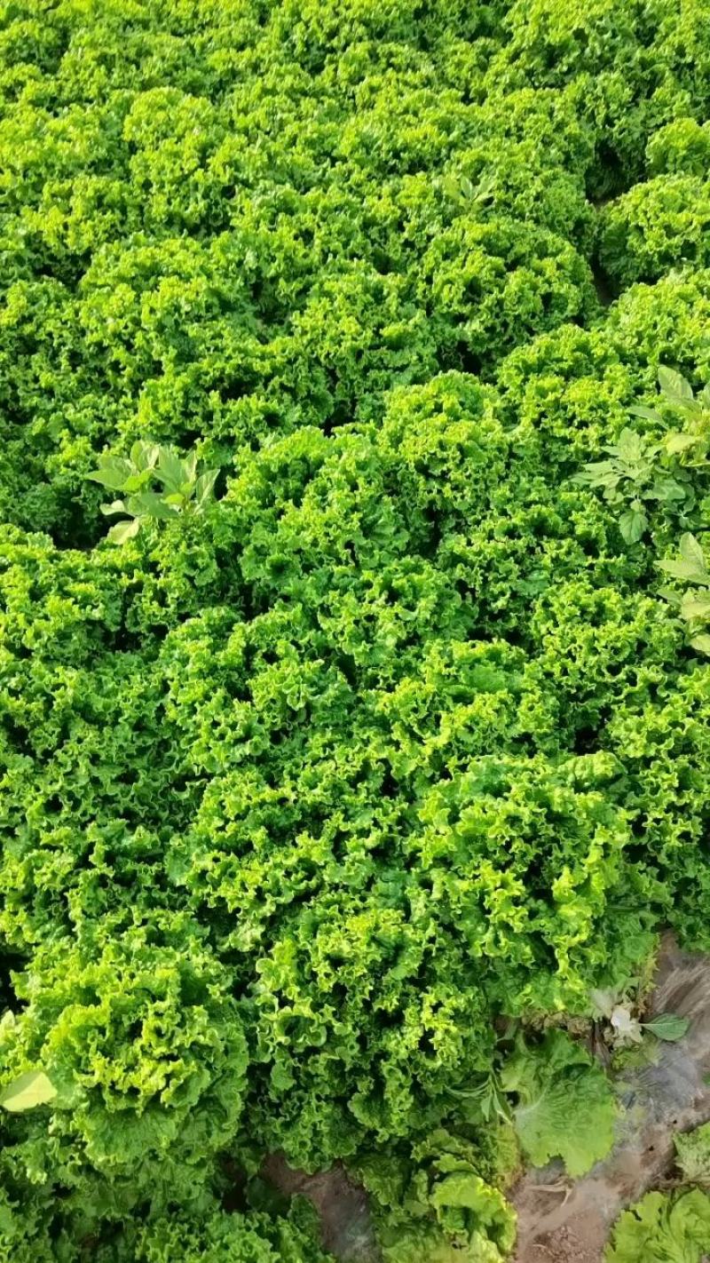 叶菜类