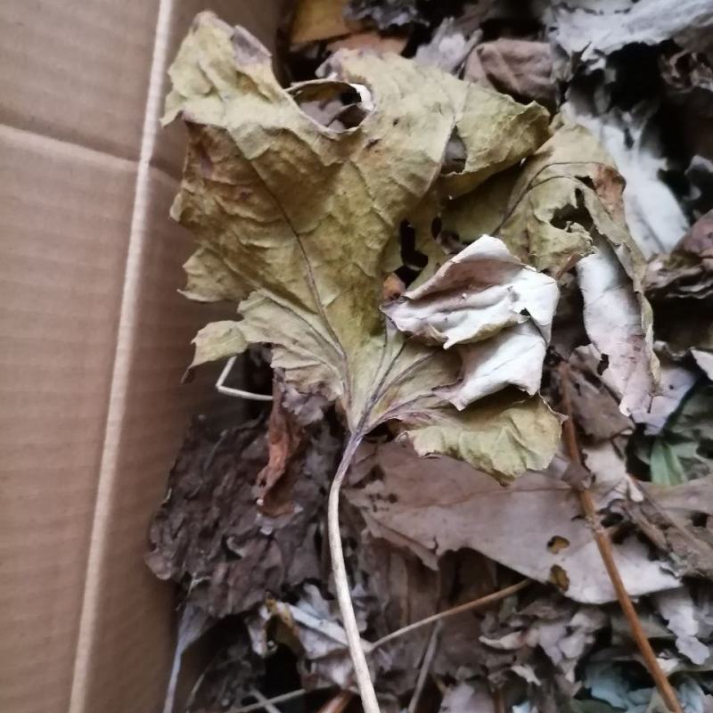 博落回，博落回叶子，一手货源，产地直供，道地药材，无硫磺