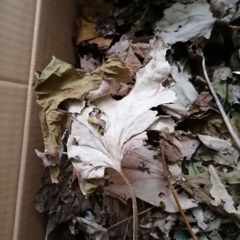 博落回，博落回叶子，一手货源，产地直供，道地药材，无硫磺