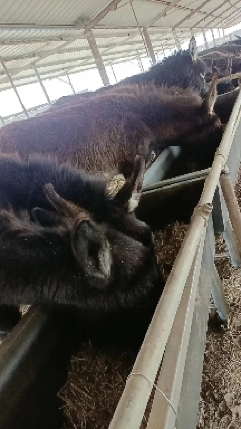 改良肉驴苗，改良肉驴长势快适应能力强育肥繁殖都可以