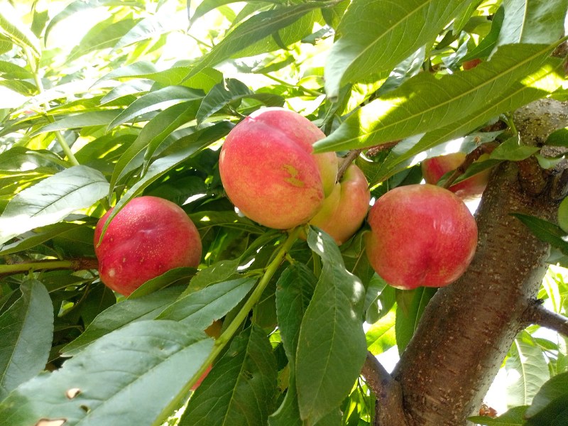 中油16