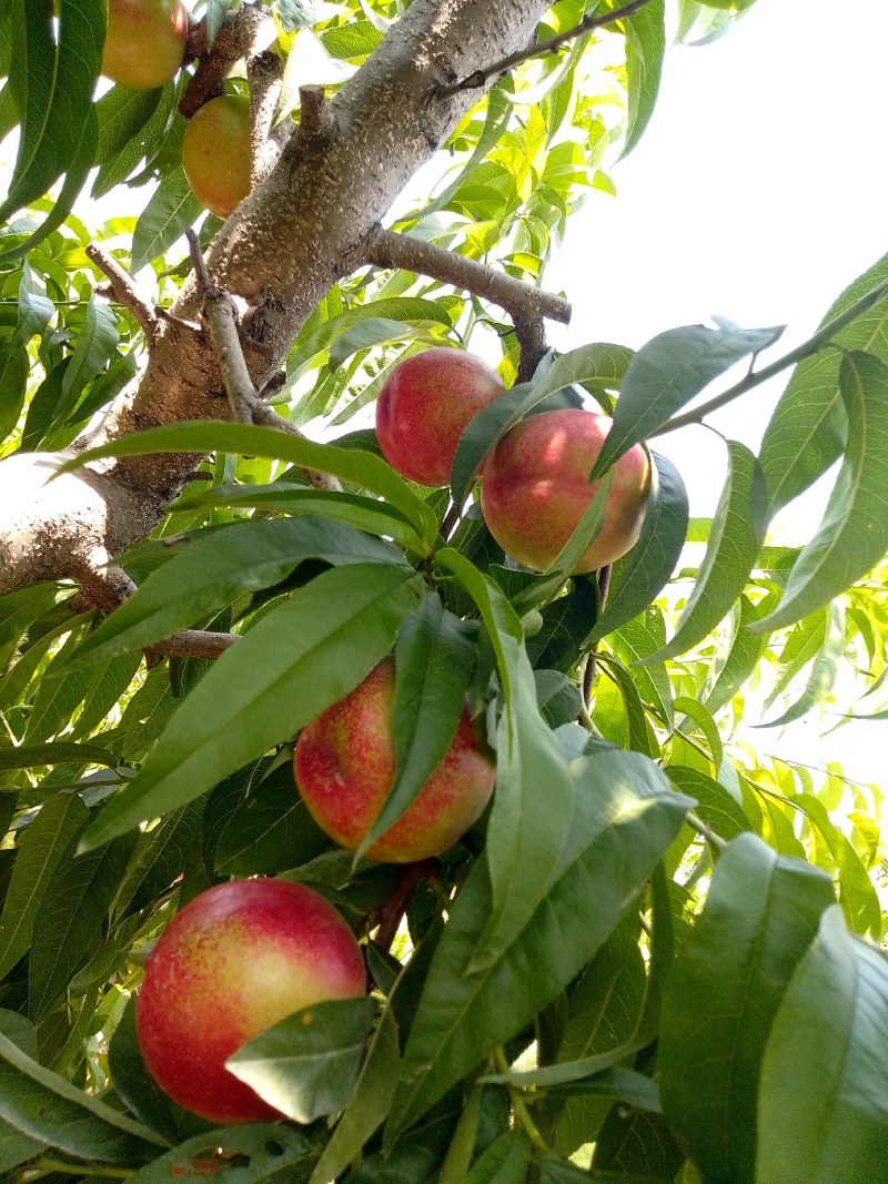 中油16