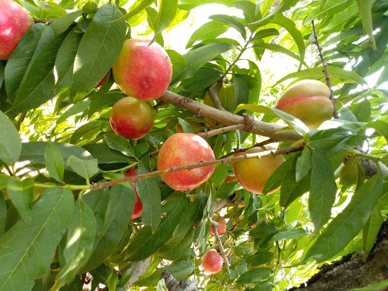 中油16