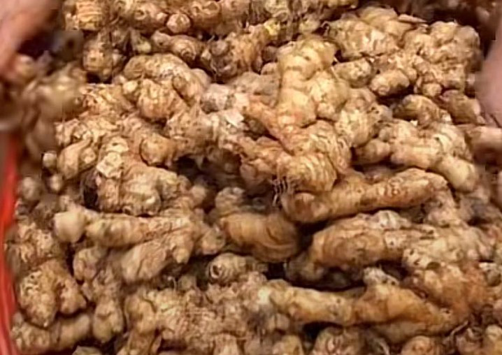 怀姜的外观特征:浅黄色表皮,肥厚块茎,节间密集,整体饱满 怀姜的外观特征