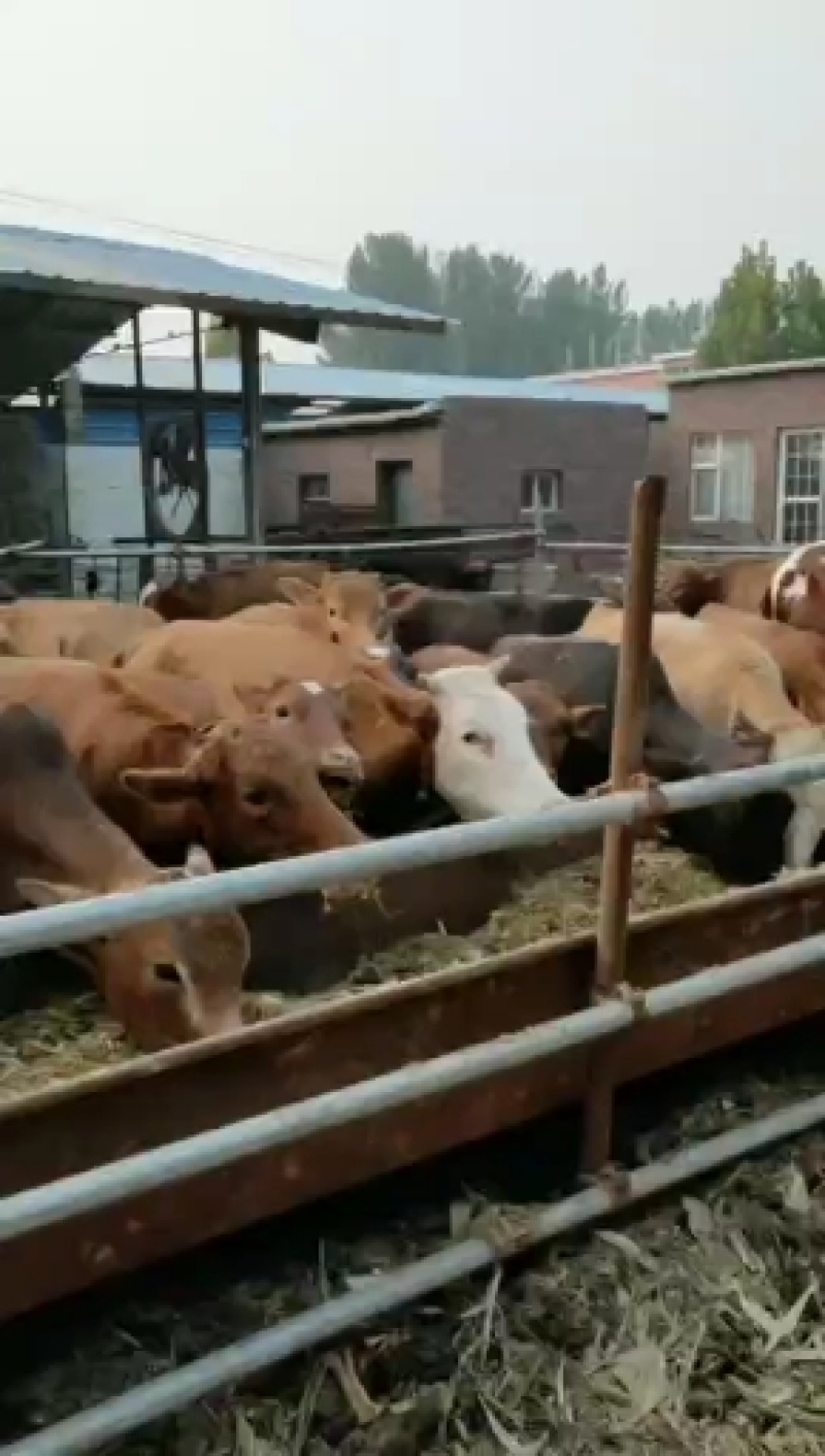 黄牛，改良肉牛犊，三元杂交肉牛五元杂交肉牛长势快适应能力