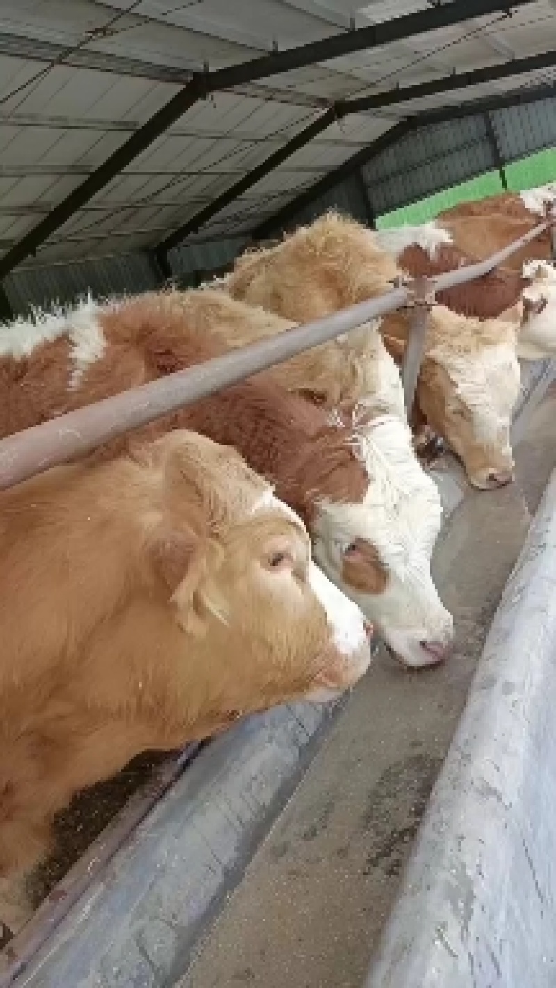 黄牛，改良肉牛犊，三元杂交肉牛五元杂交肉牛长势快适应能力