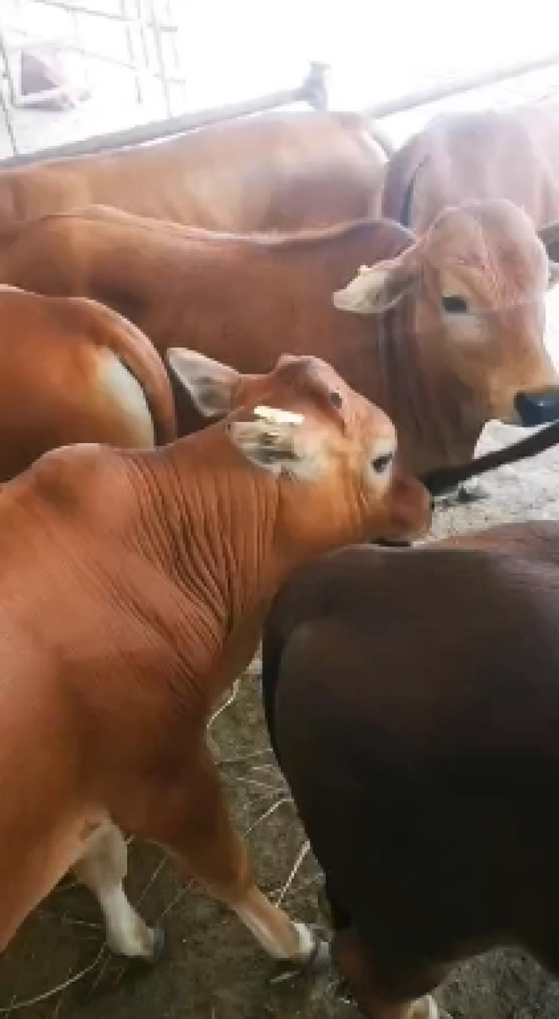 黄牛，改良肉牛犊，三元杂交肉牛五元杂交肉牛长势快适应能力