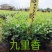 九里香