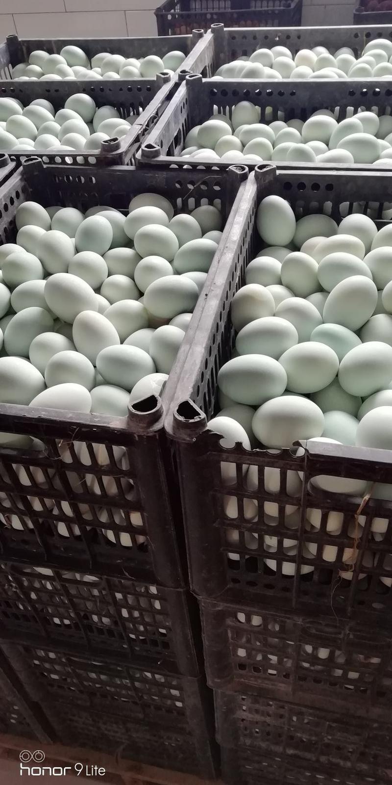 厂家常年批发烤鸭蛋松花蛋麻酱鸡蛋咸鸭蛋海鸭蛋全都来一亩田