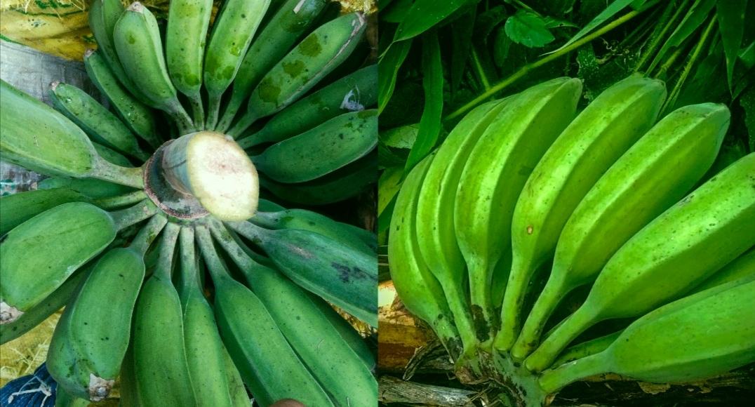 植物分类对比图