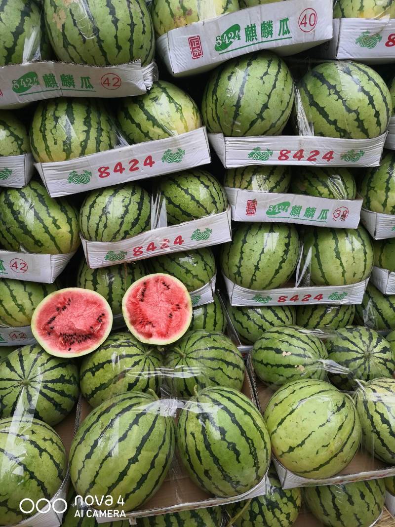 湖北松滋荆杂系列，美都西瓜大量上货，欢迎来电咨询