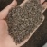 牛蒡子统装500g产地东北振兴药材购销站量大从