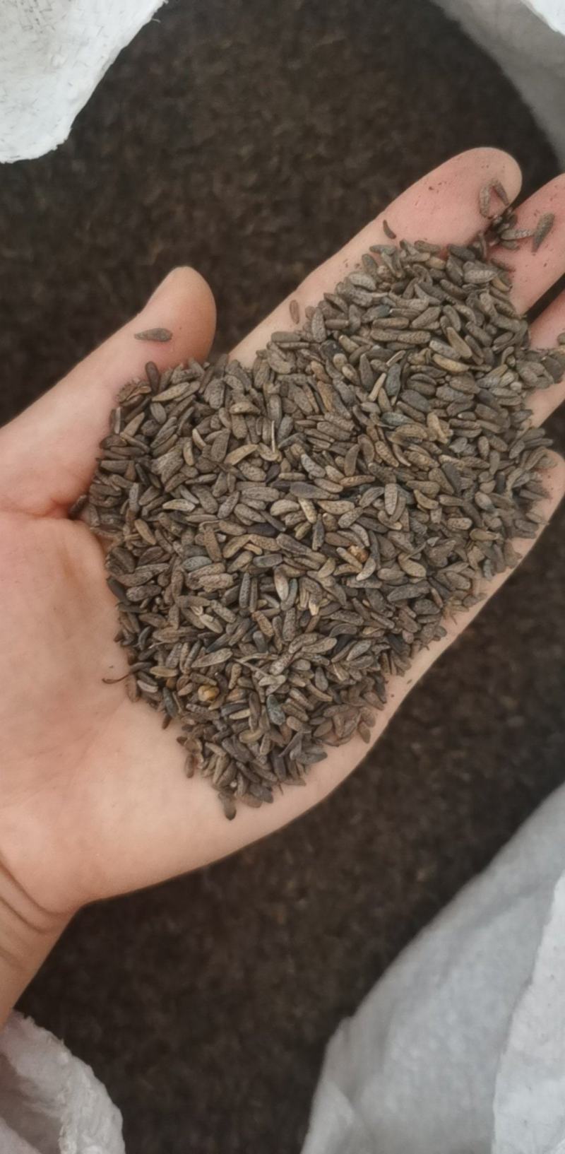 牛蒡子统装500g产地东北振兴药材购销站量大从