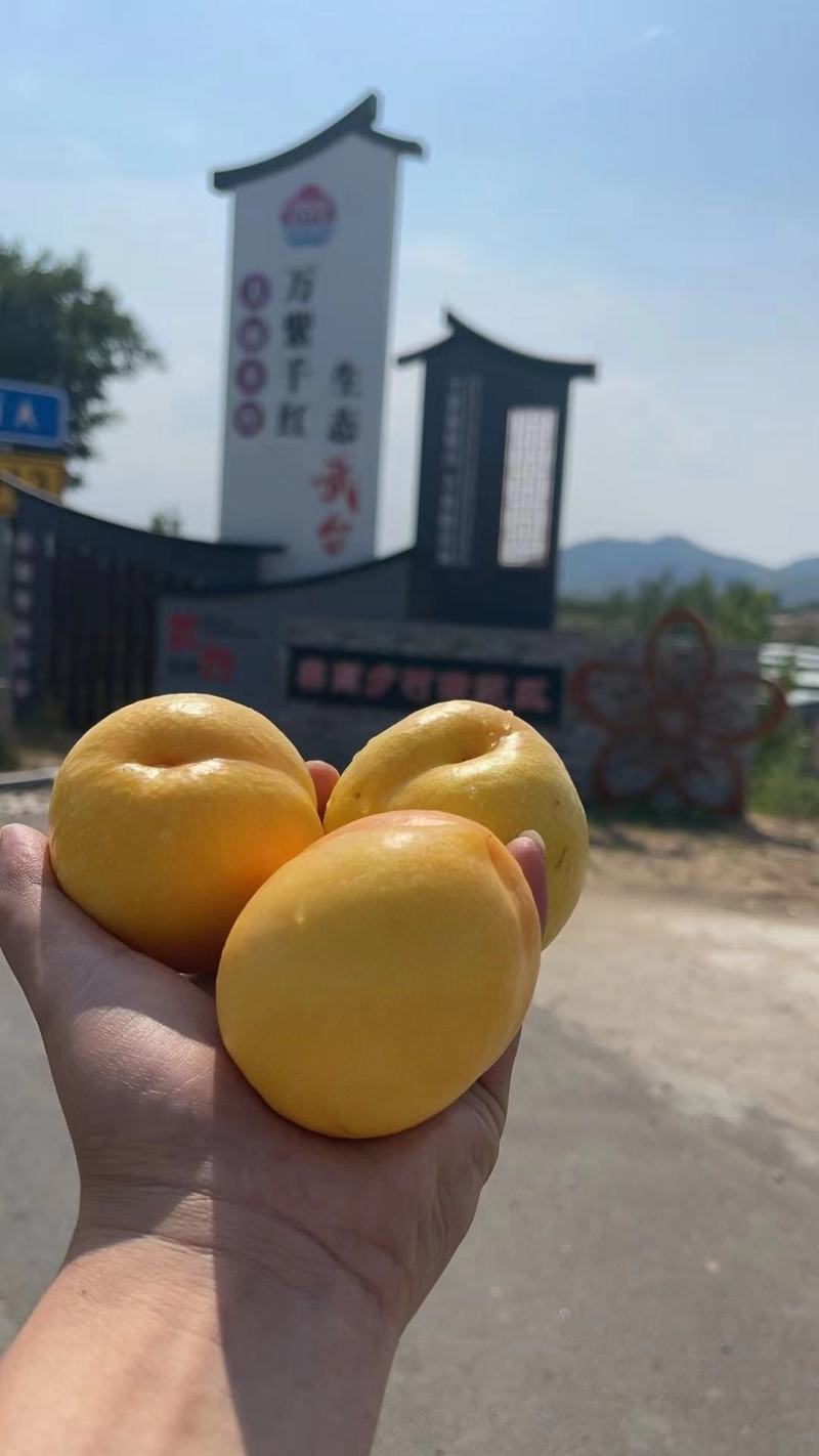 山东冠县大棚油桃黄肉油桃供应市场社区团购电商一件代发