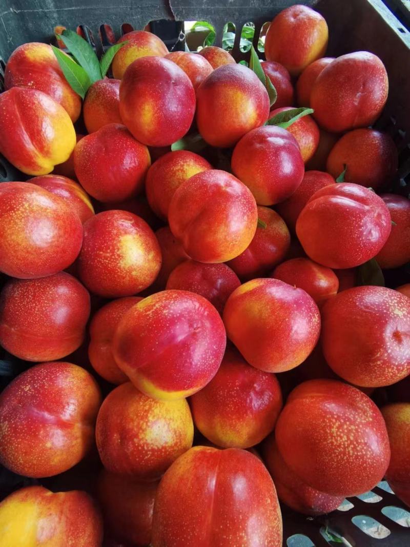 山东冠县大棚油桃黄肉油桃供应市场社区团购电商一件代发
