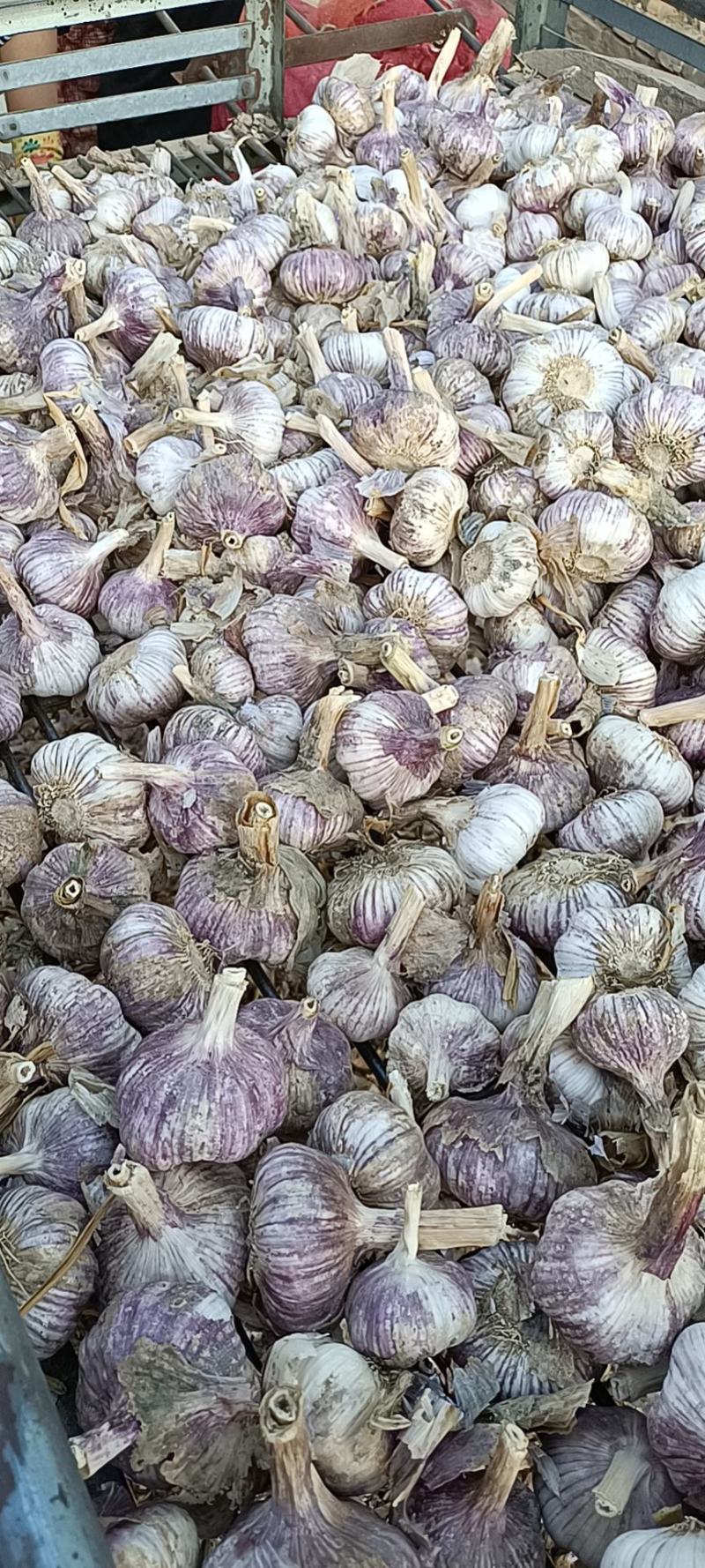 济南大青稞，蒜种，蒜种子，皮红，瓣红，货源充足，