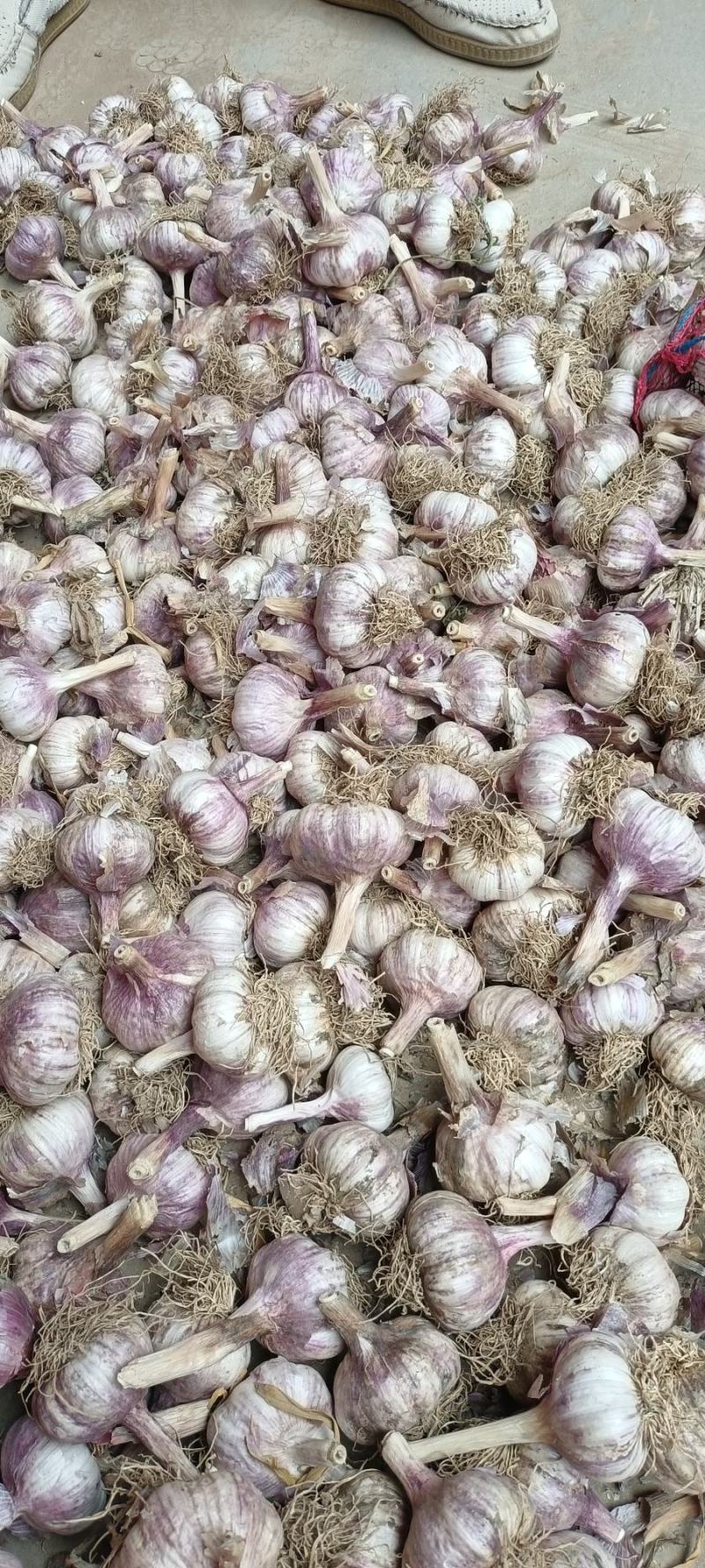 济南大青稞，蒜种，蒜种子，皮红，瓣红，货源充足，