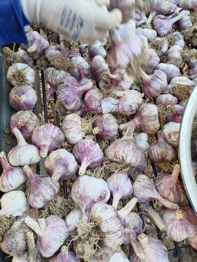 济南大青稞，蒜种，蒜种子，皮红，瓣红，货源充足，
