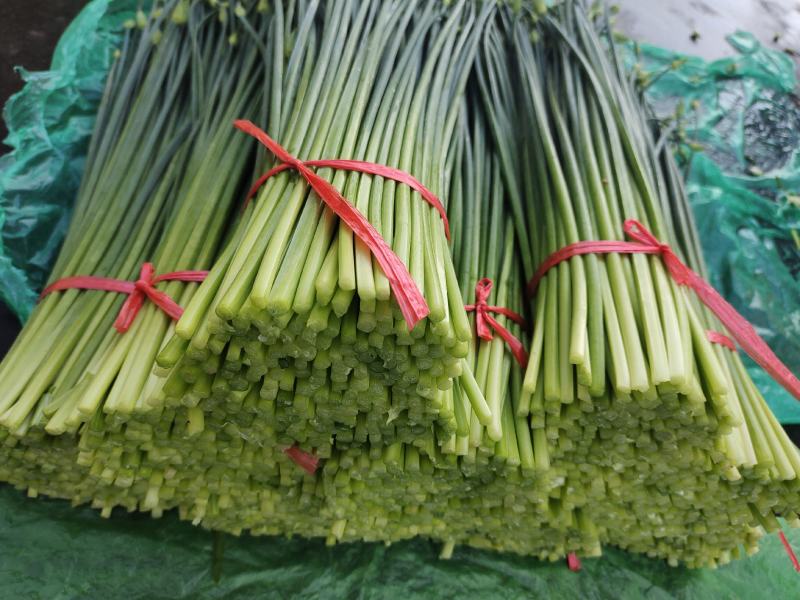 万亩韭苔，耐寒韭苔基，地可按要求包装，对接市场和电商平台