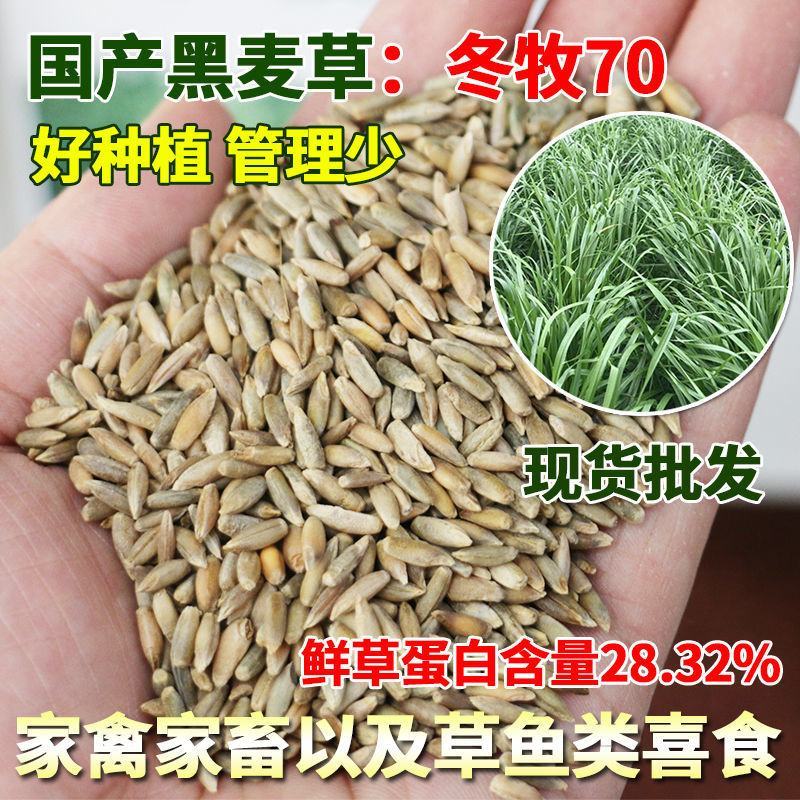 牧草种子冬牧70黑麦草种子四倍体黑麦草养牛羊猪鸡鸭鹅兔子