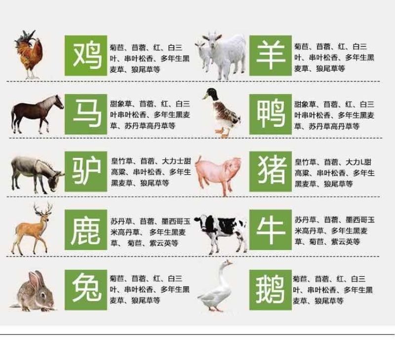 牧草种子冬牧70黑麦草种子四倍体黑麦草养牛羊猪鸡鸭鹅兔子