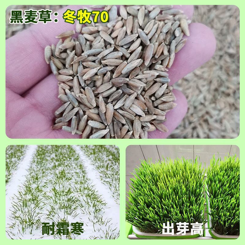 牧草种子冬牧70黑麦草种子四倍体黑麦草养牛羊猪鸡鸭鹅兔子
