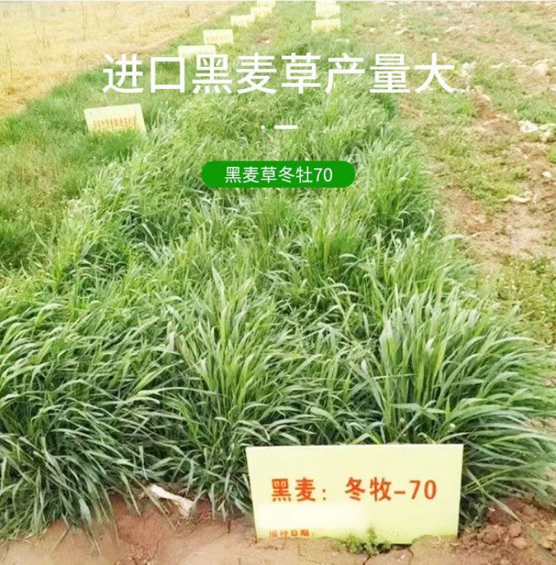 牧草种子冬牧70黑麦草种子四倍体黑麦草养牛羊猪鸡鸭鹅兔子