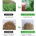 牧草种子冬牧70黑麦草种子四倍体黑麦草养牛羊猪鸡鸭鹅兔子