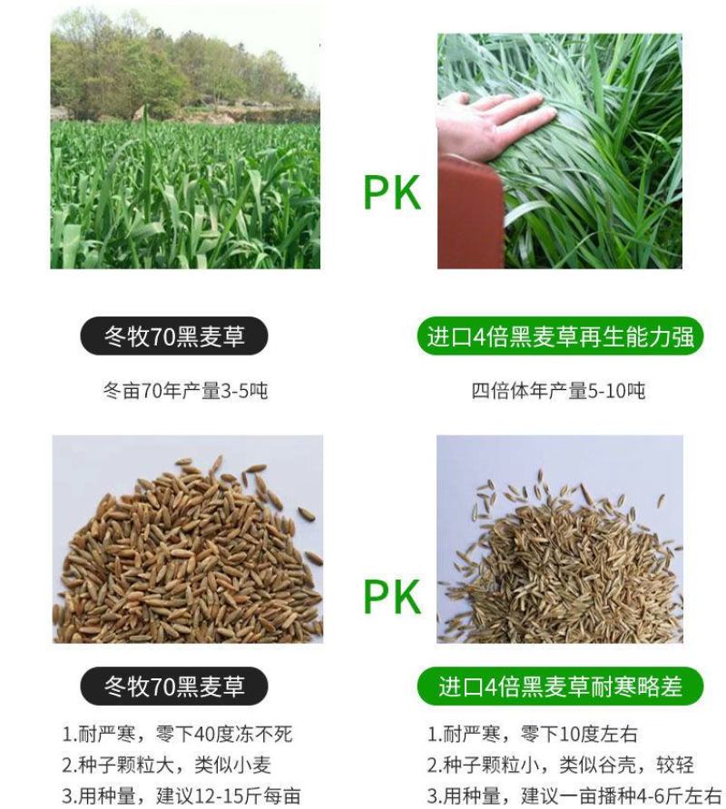 牧草种子冬牧70黑麦草种子四倍体黑麦草养牛羊猪鸡鸭鹅兔子