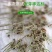 牧草种子冬牧70黑麦草种子四倍体黑麦草养牛羊猪鸡鸭鹅兔子