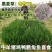 牧草种子冬牧70黑麦草种子四倍体黑麦草养牛羊猪鸡鸭鹅兔子