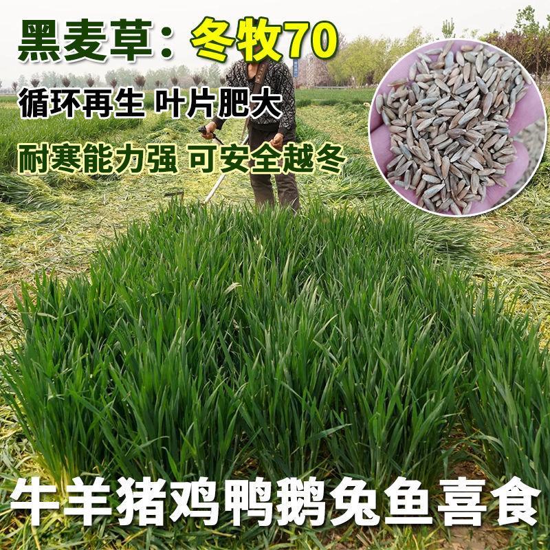 牧草种子冬牧70黑麦草种子四倍体黑麦草养牛羊猪鸡鸭鹅兔子
