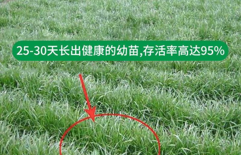 牧草种子冬牧70黑麦草种子四倍体黑麦草养牛羊猪鸡鸭鹅兔子