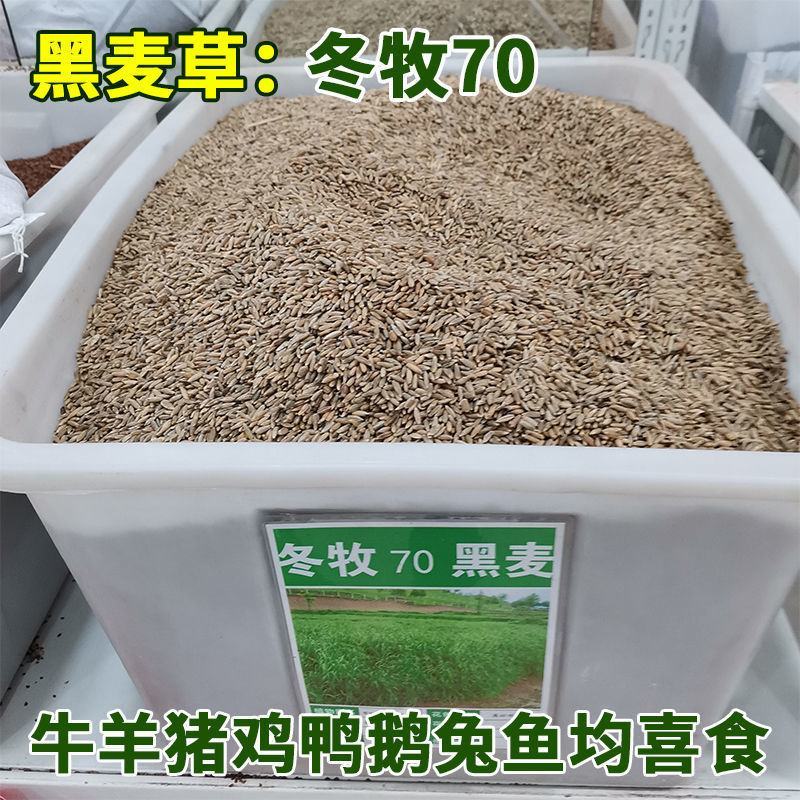 牧草种子冬牧70黑麦草种子四倍体黑麦草养牛羊猪鸡鸭鹅兔子