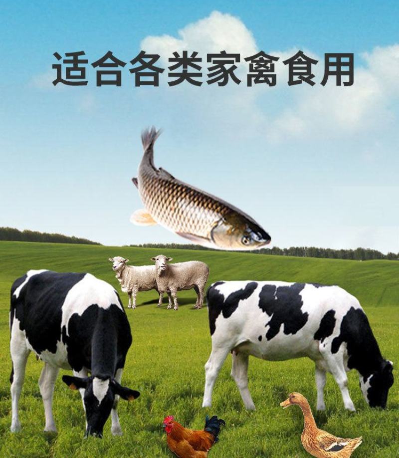 牧草种子冬牧70黑麦草种子四倍体黑麦草养牛羊猪鸡鸭鹅兔子