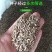 牧草种子冬牧70黑麦草种子四倍体黑麦草养牛羊猪鸡鸭鹅兔子