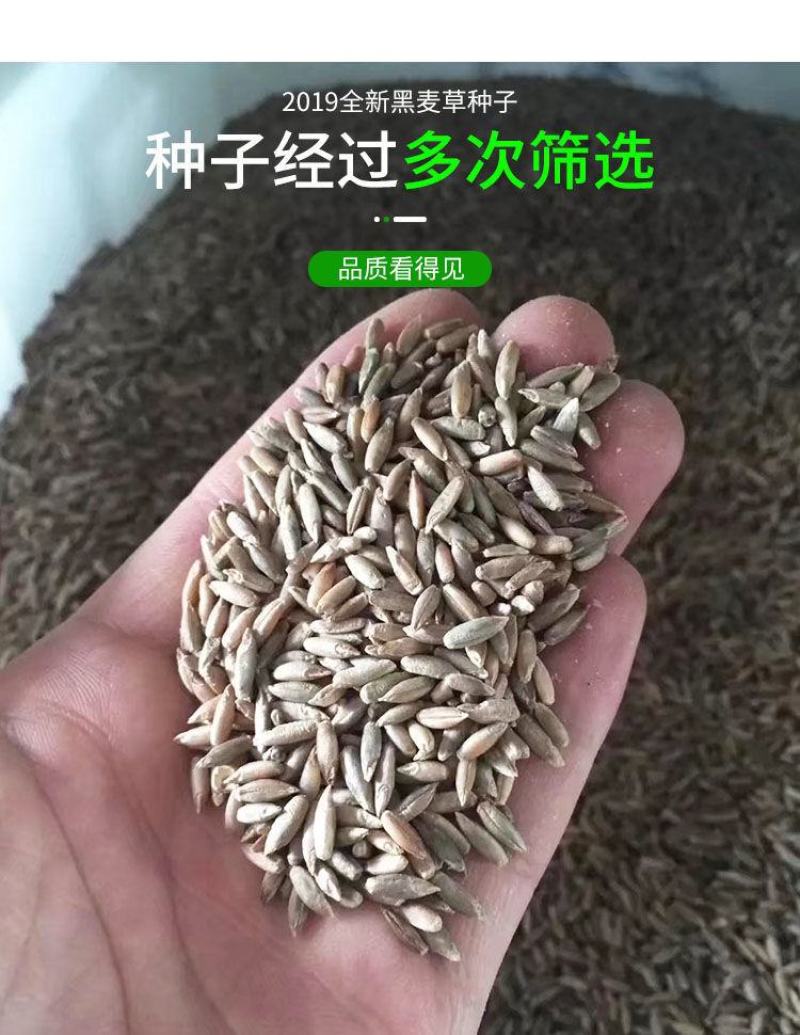 牧草种子冬牧70黑麦草种子四倍体黑麦草养牛羊猪鸡鸭鹅兔子