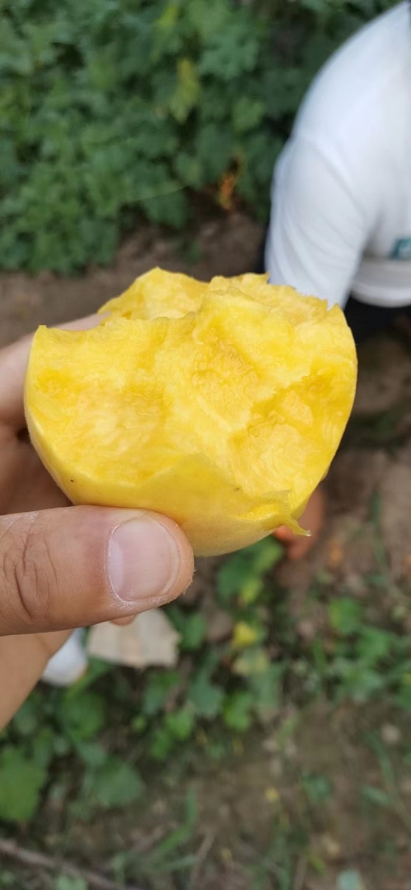 黄金蜜一号成熟！