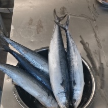 鲅鱼*燕鲅鱼渤海湾大鲅鱼