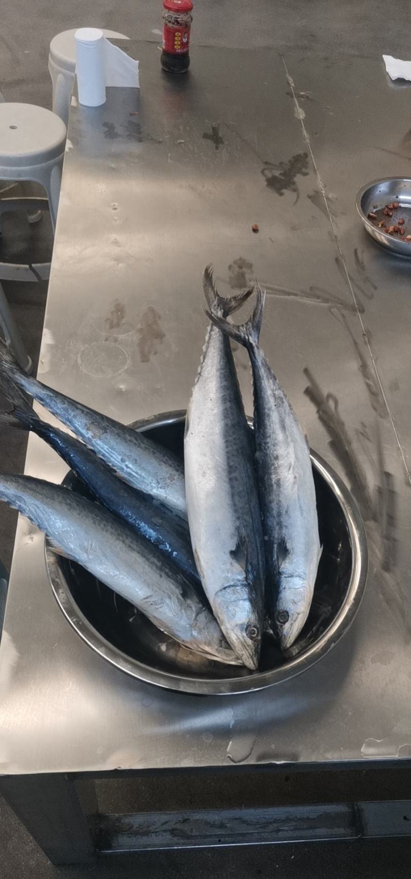 鲅鱼*燕鲅鱼渤海湾大鲅鱼