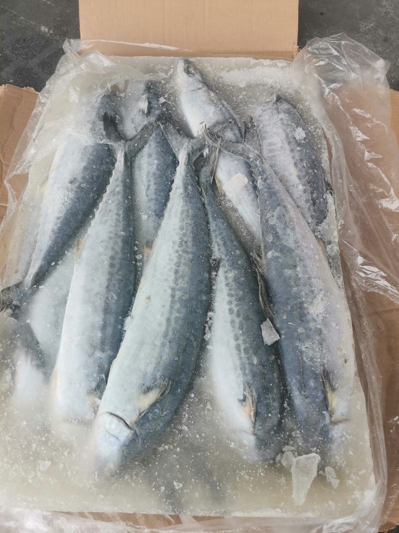 鲅鱼*燕鲅鱼渤海湾大鲅鱼